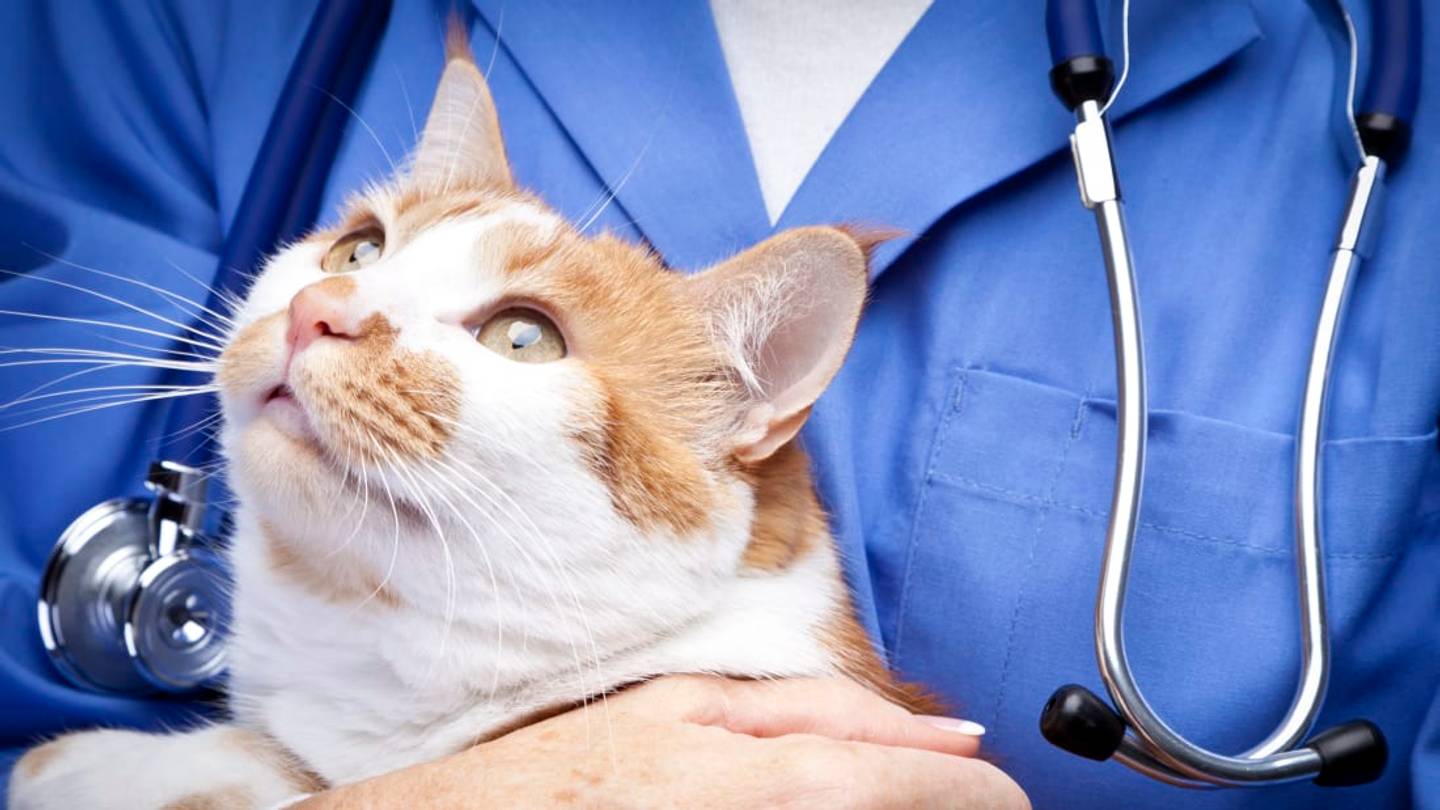 The Right Way to Hold Your Cat, According to a Vet