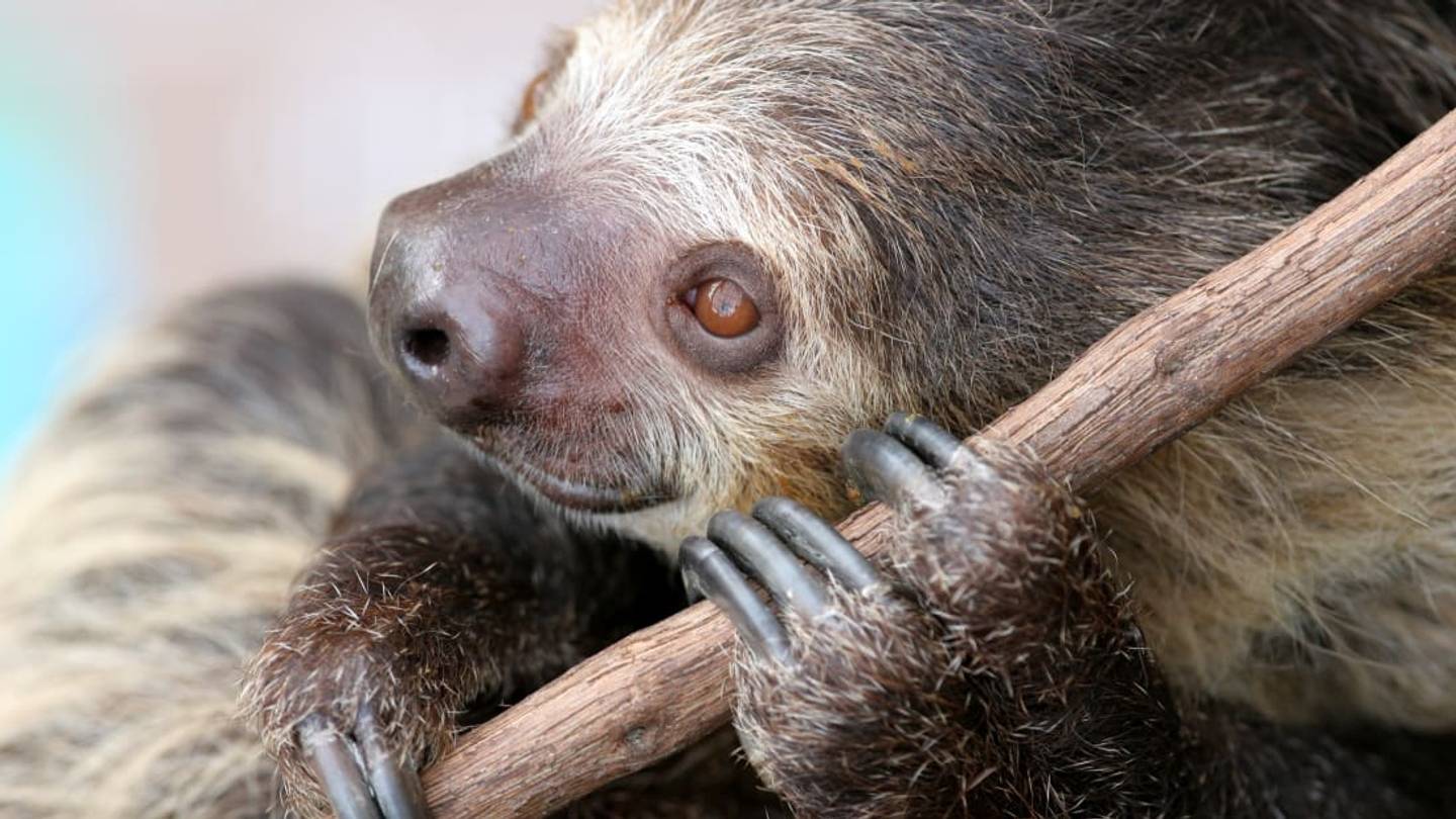 Elderly Sloths Live Out Their Golden Years at a 'Retirement Home' in Wales Zoo