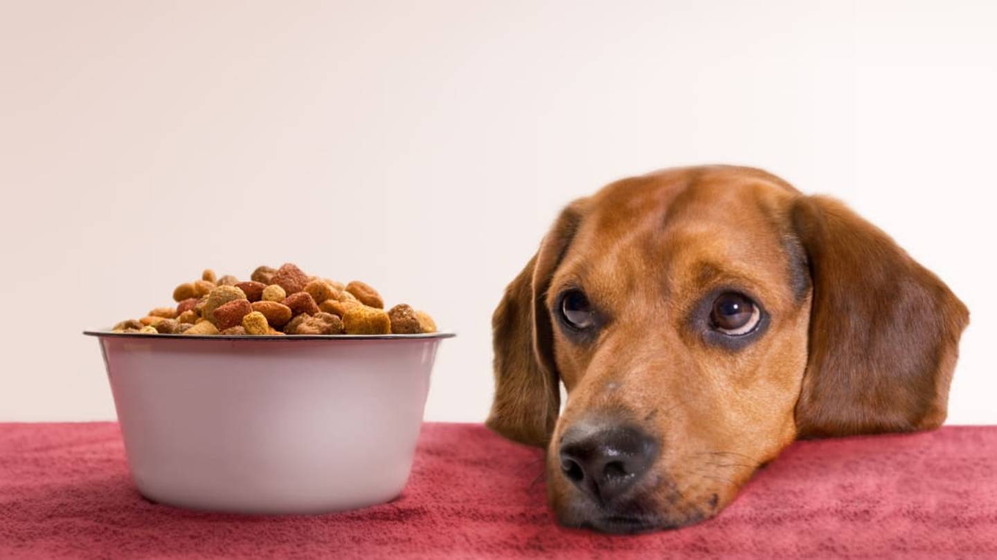 Potato-Based Pet Food Could Be Linked to Heart Disease in Dogs