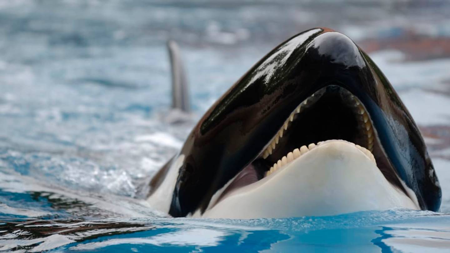 This Live Stream Lets You Eavesdrop on Endangered Killer Whales' Conversations