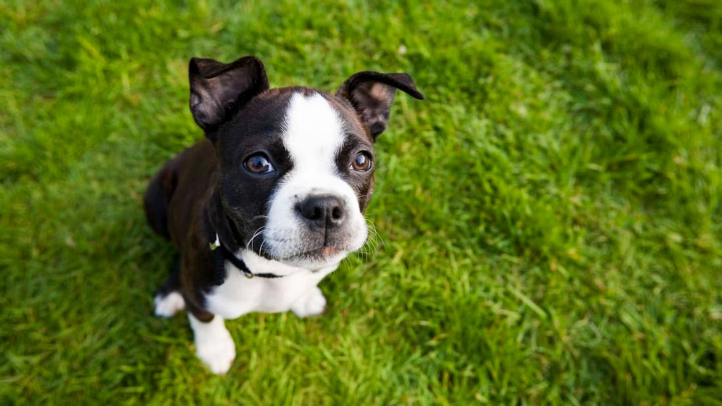 Good News, Dog Parents: You Can Teach Puppies as Well as Their Canine Moms Can