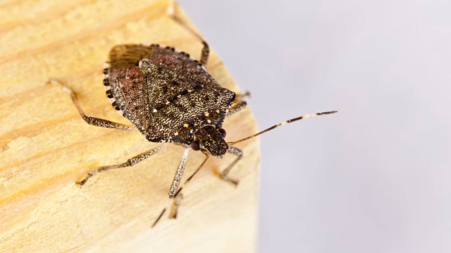 Sorry, But Last Month's Polar Vortex Didn't Wipe Out 95 Percent of Stink Bugs