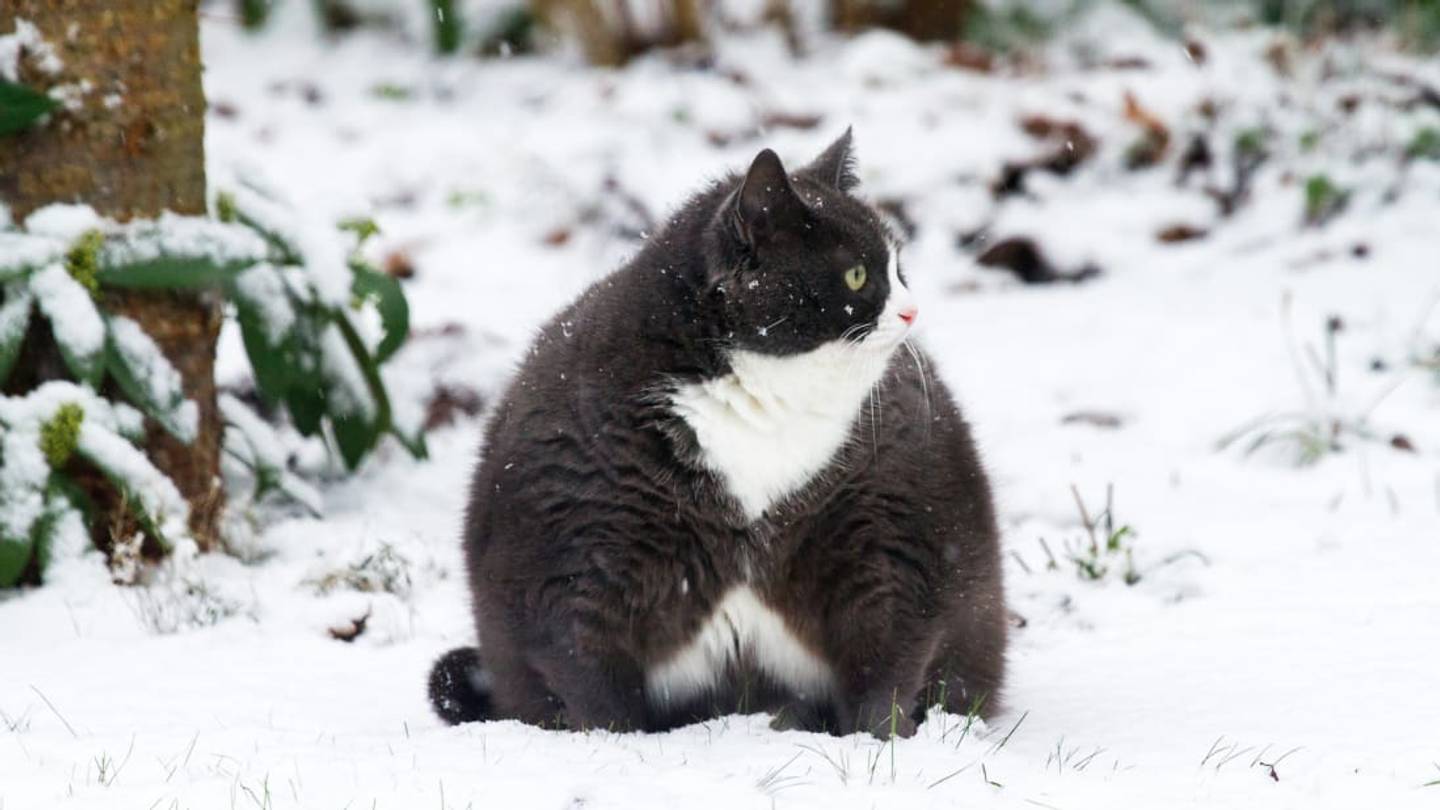 America Has a Pet Obesity Problemâand It's Growing