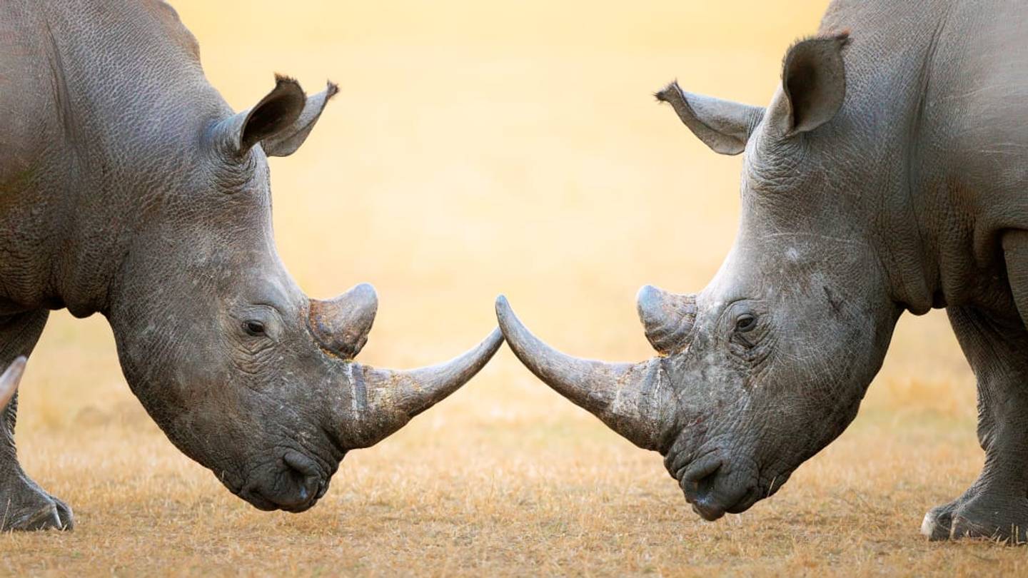 15 Things You Might Not Know About Rhinos