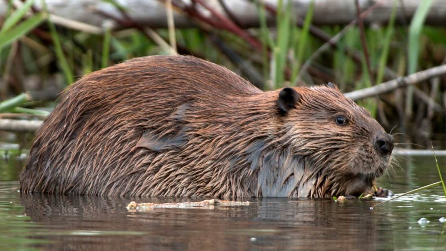 How Beavers Could Help Clean Up Polluted Waters Around the World