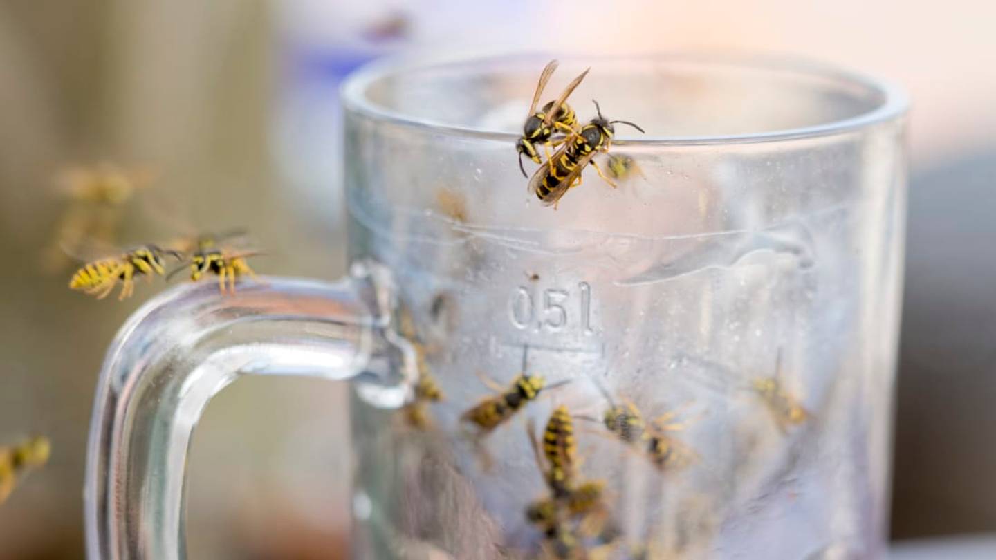 Wasps Are Getting Drunk and Terrorizing People in England