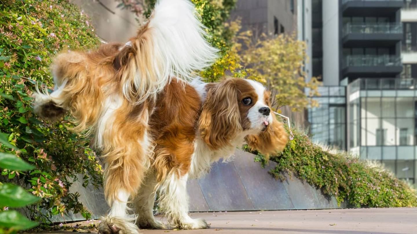 Why Tiny Dogs Lift Their Legs So High While Peeing