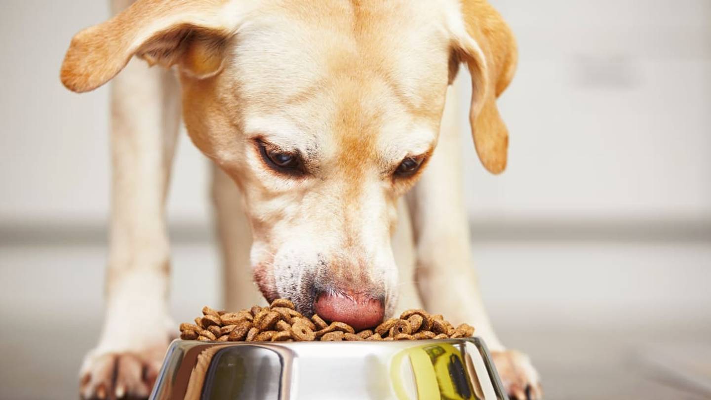 FDA Recalls Several Dry Dog Foods That Could Cause Toxic Levels of Vitamin D
