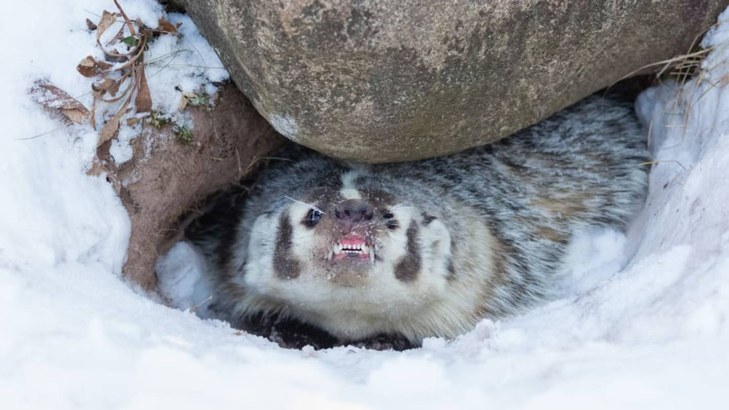 'Angry Badger' Terrorizes Scottish Castle, Forcing Closures