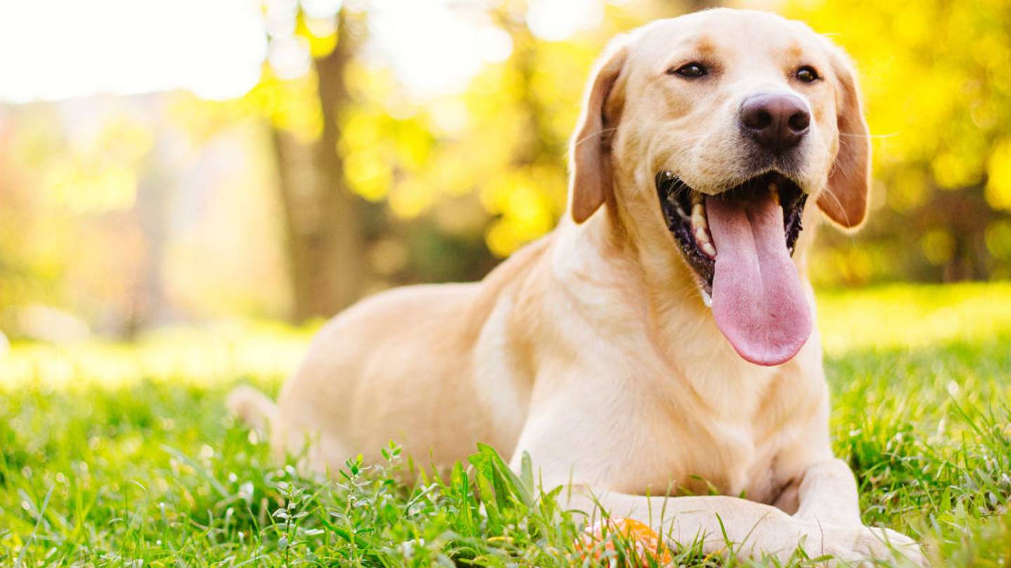 Chile Has Dogs Trained to Sniff Out Tainted Wine, and Theyâre All Very Good Boys