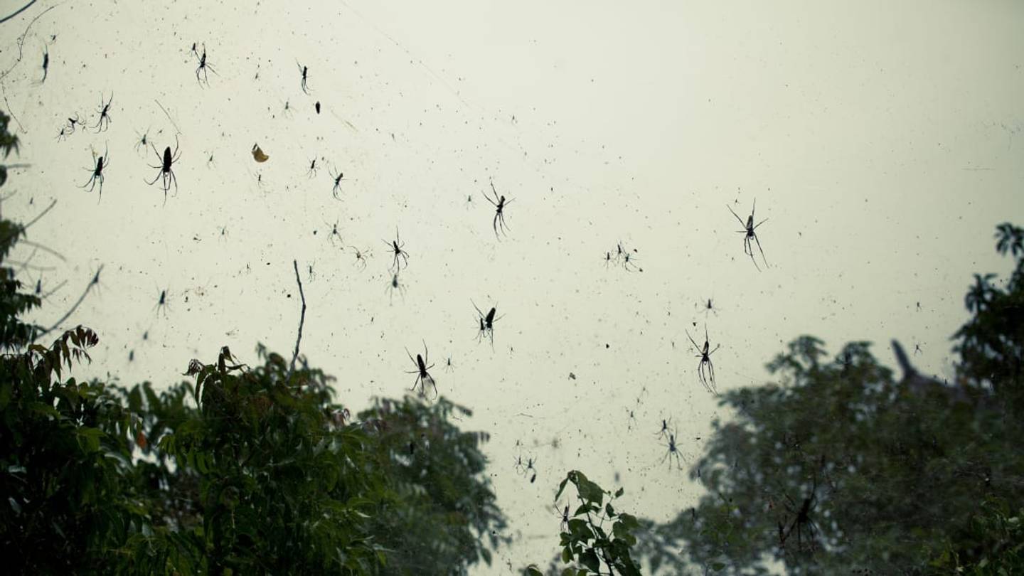 It 'Rained' Spiders in Brazil Last Weekâand You Can Watch It If You Dare