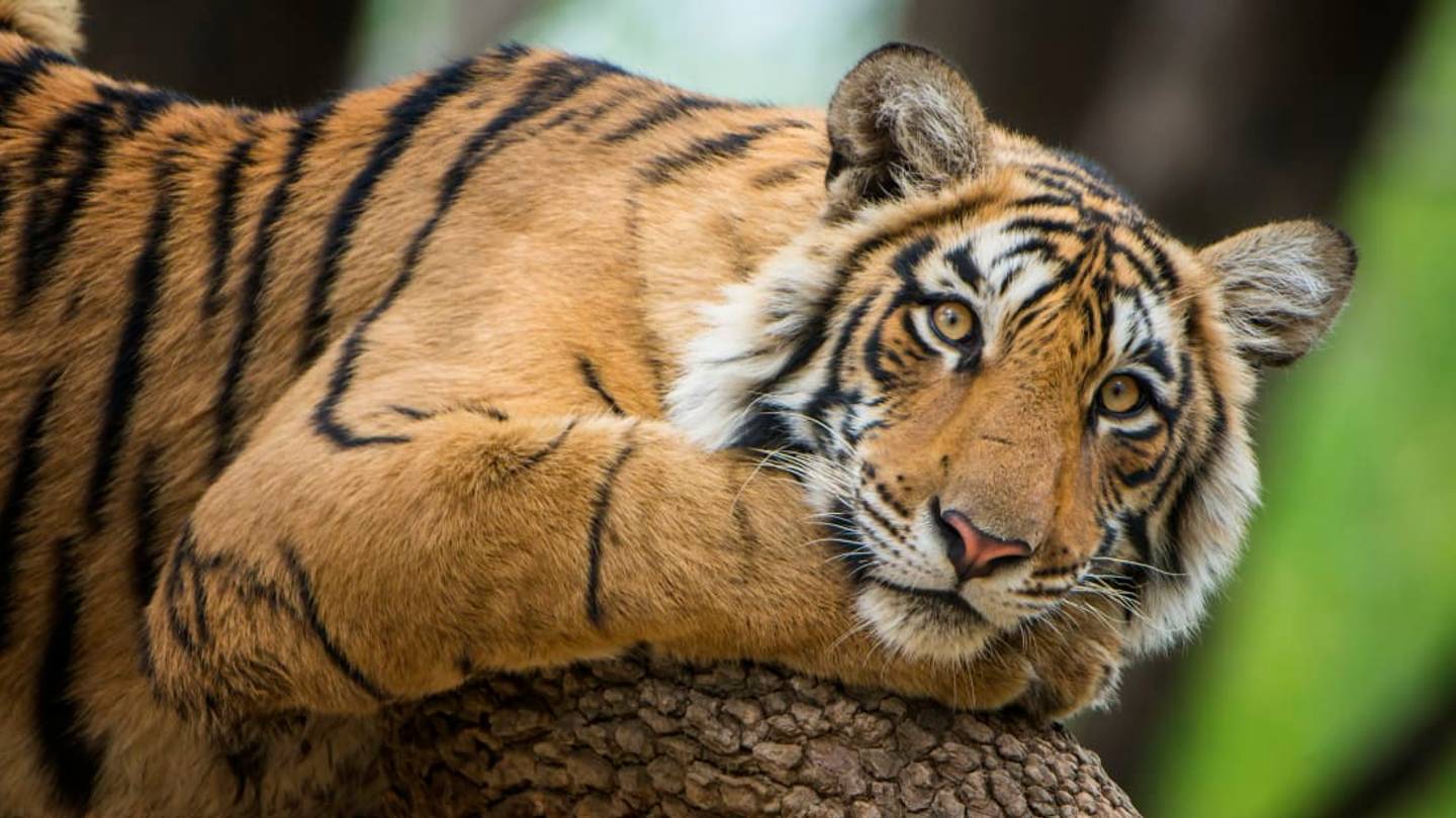 Why Tigers Find Calvin Klein's Obsession for Men Cologne So Irresistible