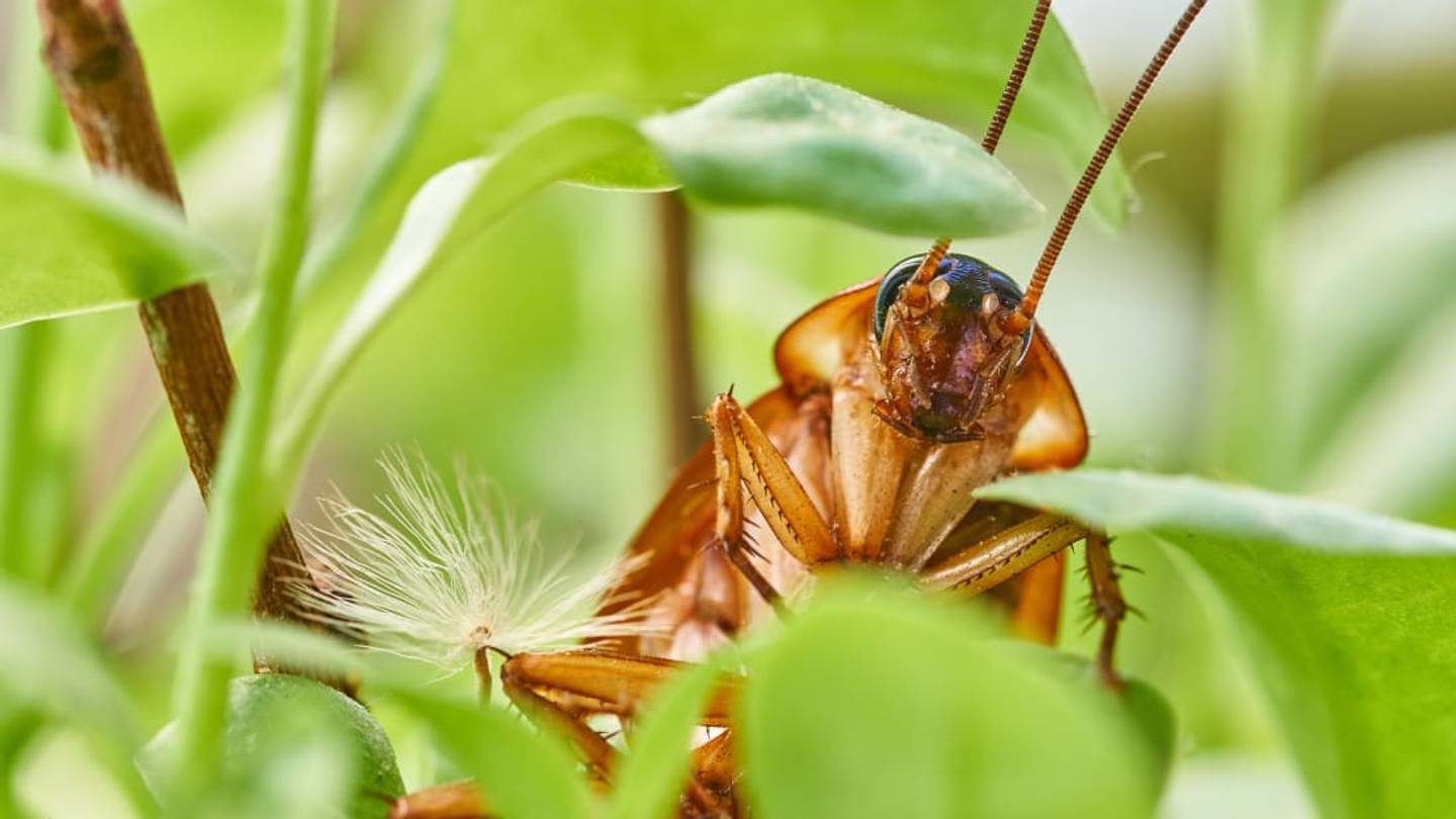 Billions of Cockroaches Are Bred in China to Create a âHealing Potionâ