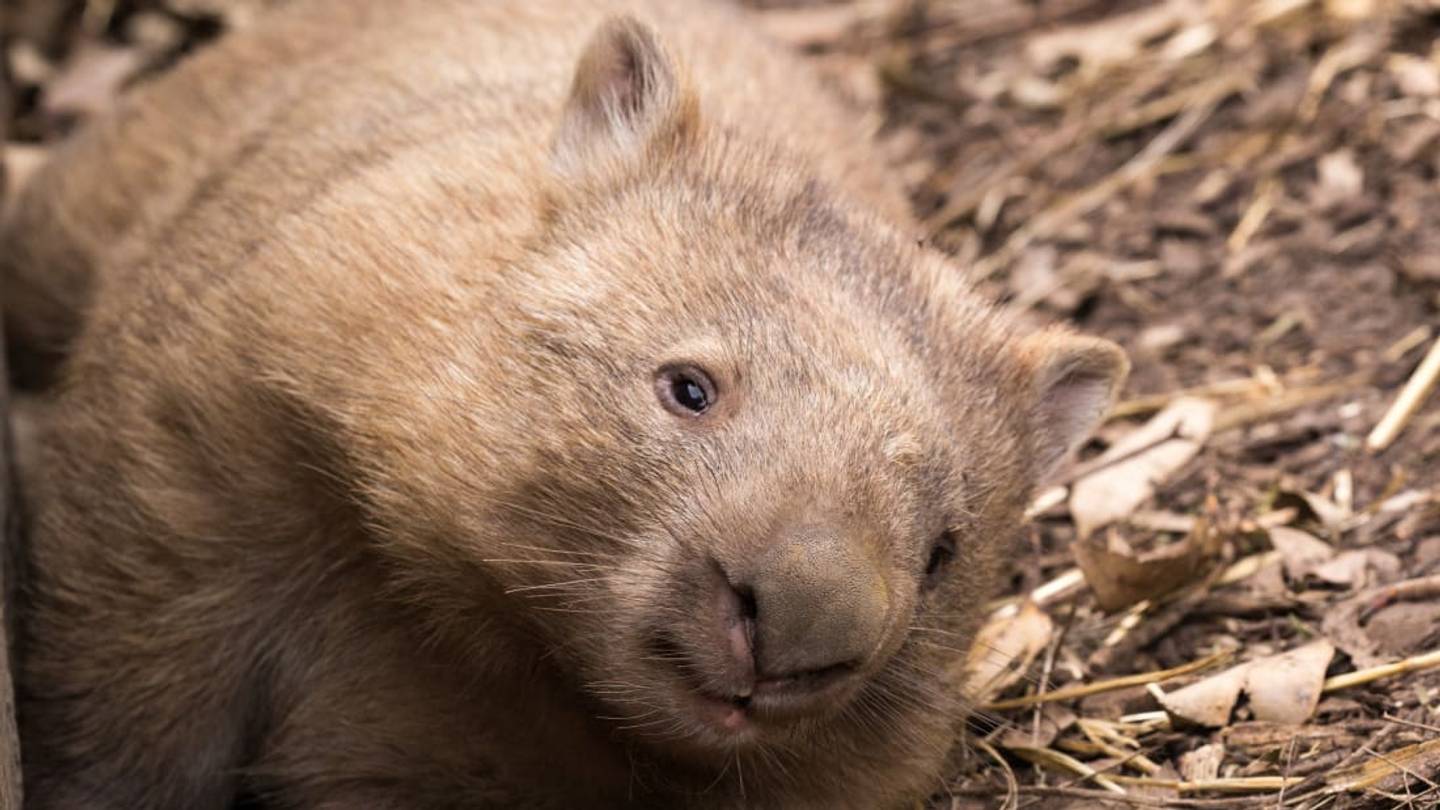 Finally! Scientists Have Figured Out How Wombats Poop Cubes