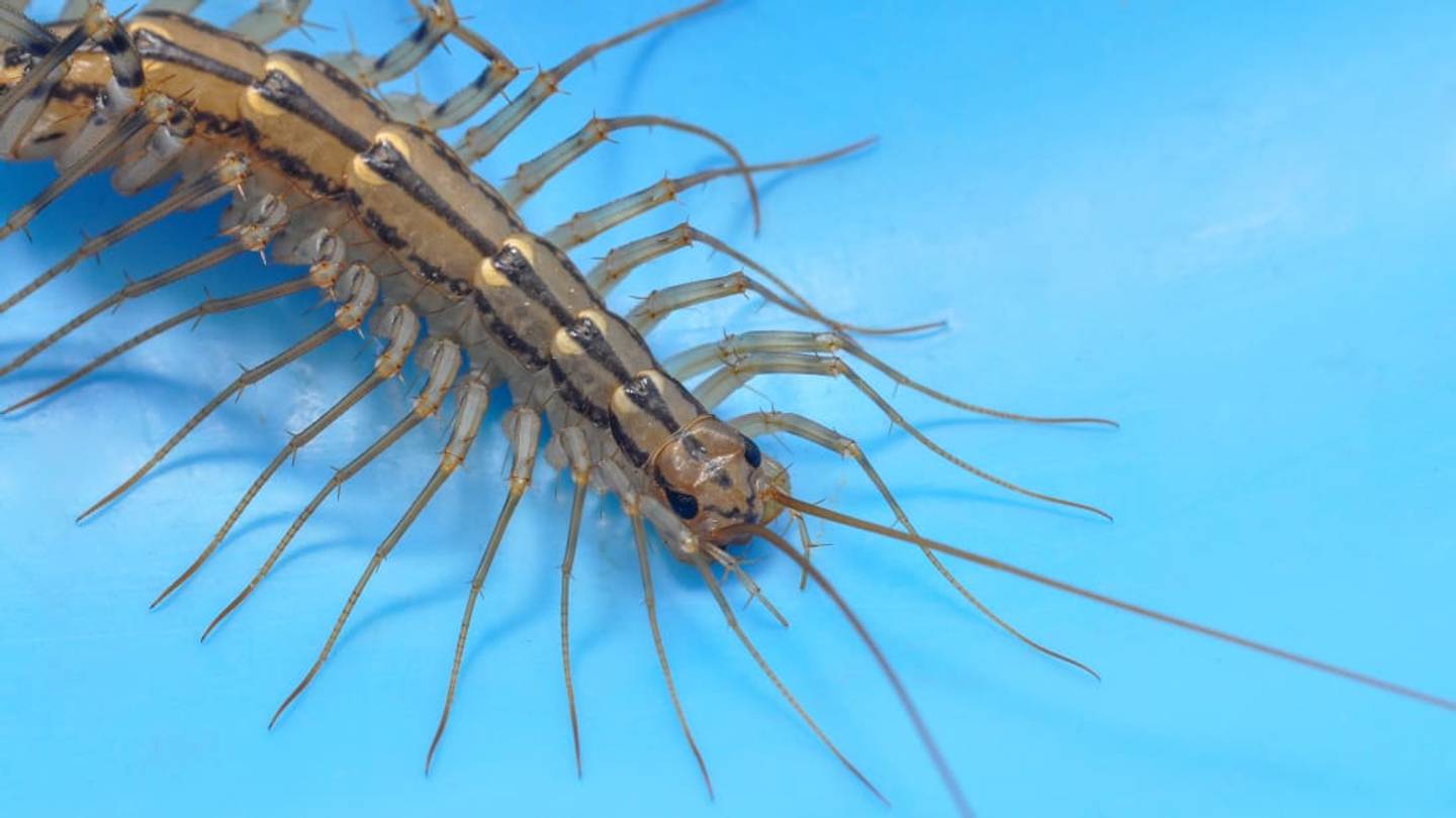 House Centipedes Use Their Legs Like Lassos to Catch Prey