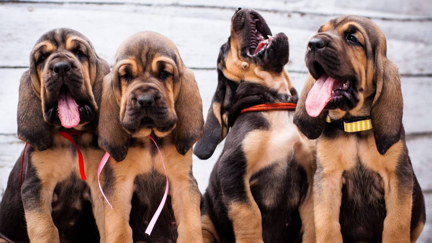 The 10 Most Popular Puppy Names of 2019