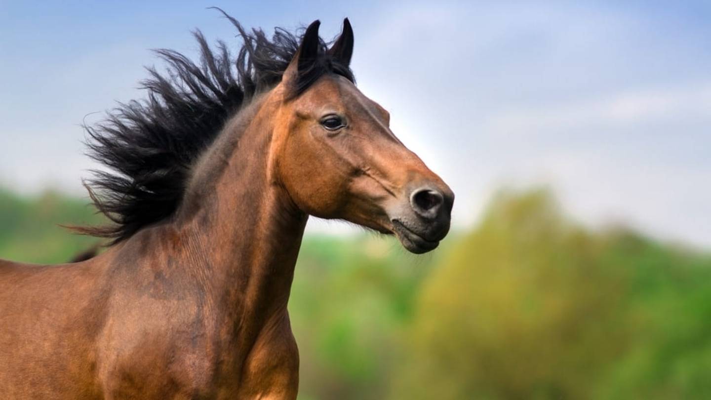 The Government Will Pay You $1000 to Adopt a Wild Horse