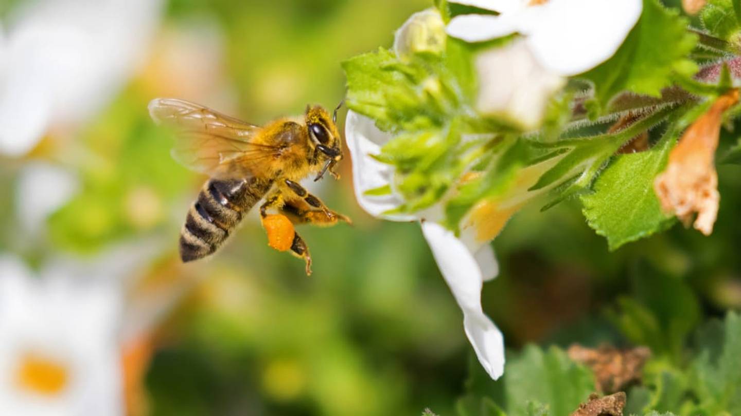 Honey Bees Create a Natural Glue From Spit and Flower Oil to Help Them Carry 'Pollen Pellets' Back to Their Hive