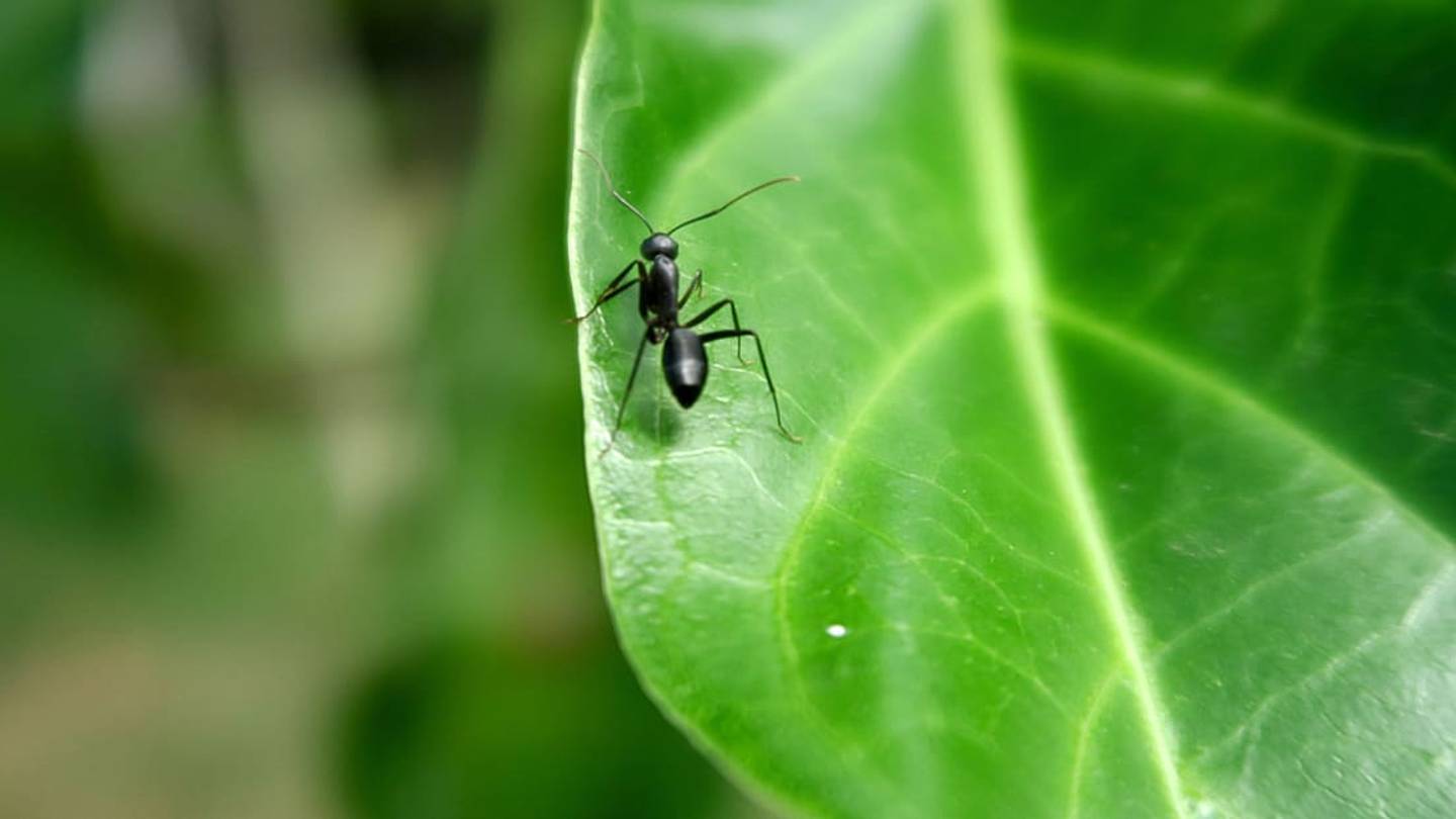 Ants Take Sick Days to Protect Their Colonies from Disease