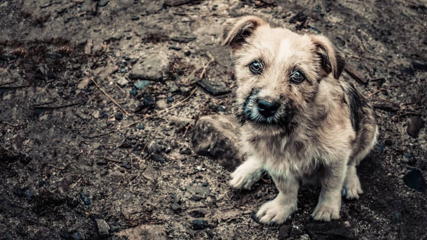 Frankyâs Law: A New Bill in Maine Could Give Abused Animals a Voice in Court