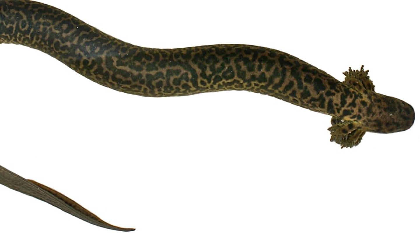 Bizarre New Giant Salamander Species Discovered in Florida