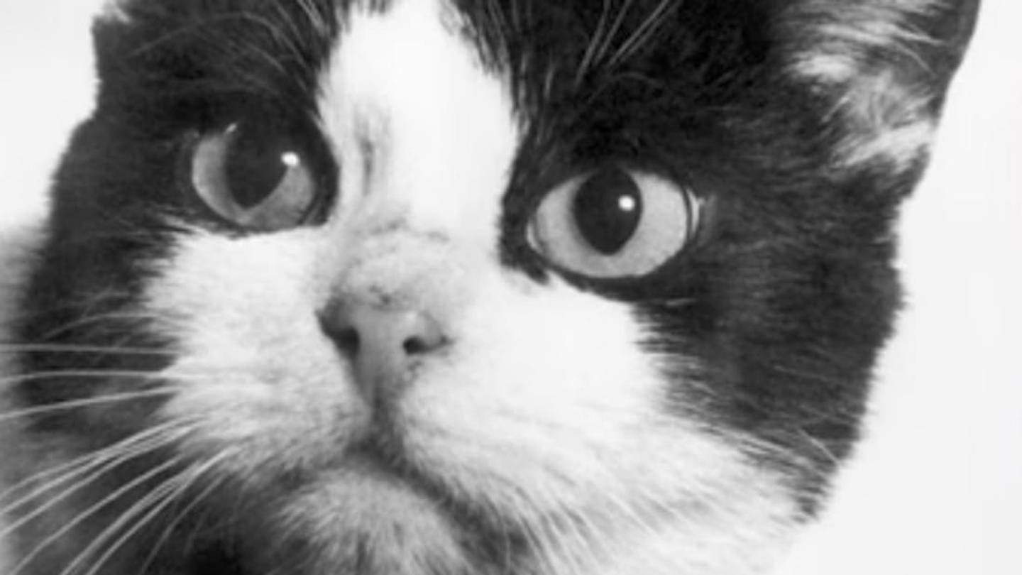 A Brief History of FÃ©licette, the First Cat in Space