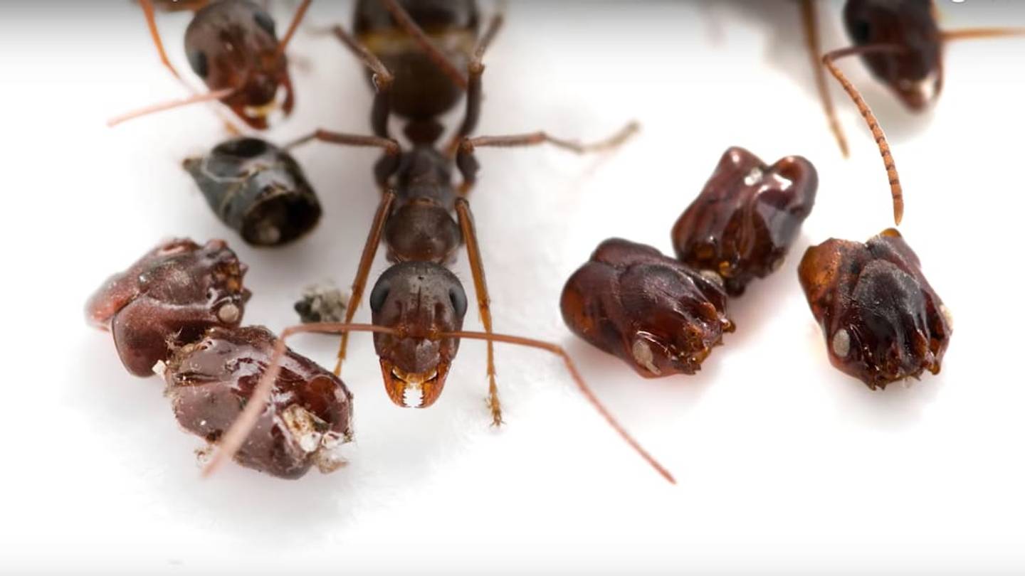Florida Is Home to 'Skull-Collecting' Ants, Because Florida