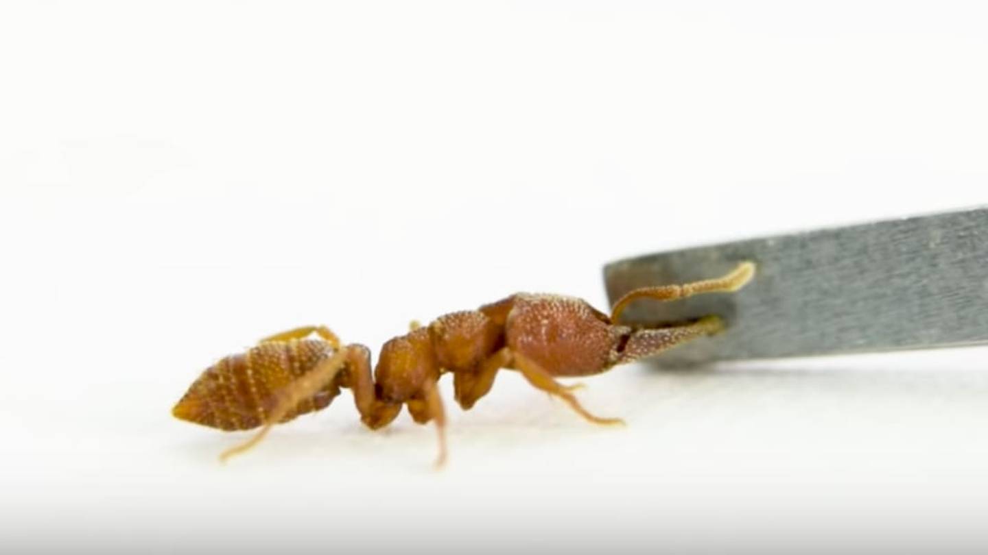 A Dracula Ant's Jaws Snap at 200 MphâMaking It the Fastest Animal Appendage on the Planet