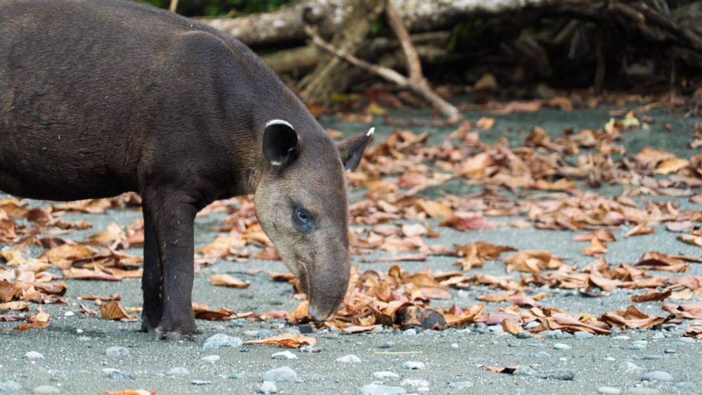 The Biologists and Activists Fighting to Save Endangered Tapirs in Costa Rica