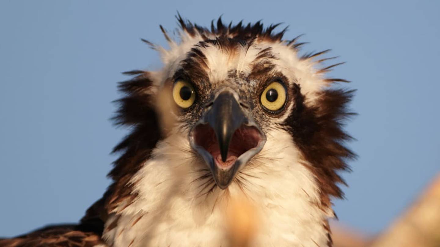 Photographer's Amazing Snap of an Osprey Is Holding Two Big Surprises