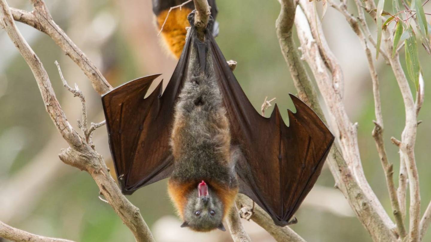 The Surprising Role Bats Play in Making Your Margarita