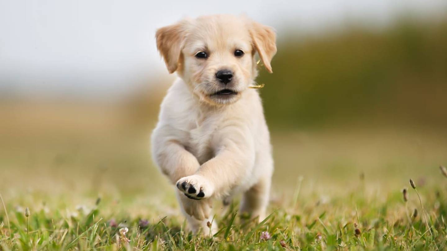 This Is the Age When Puppies Reach 'Peak Cuteness'