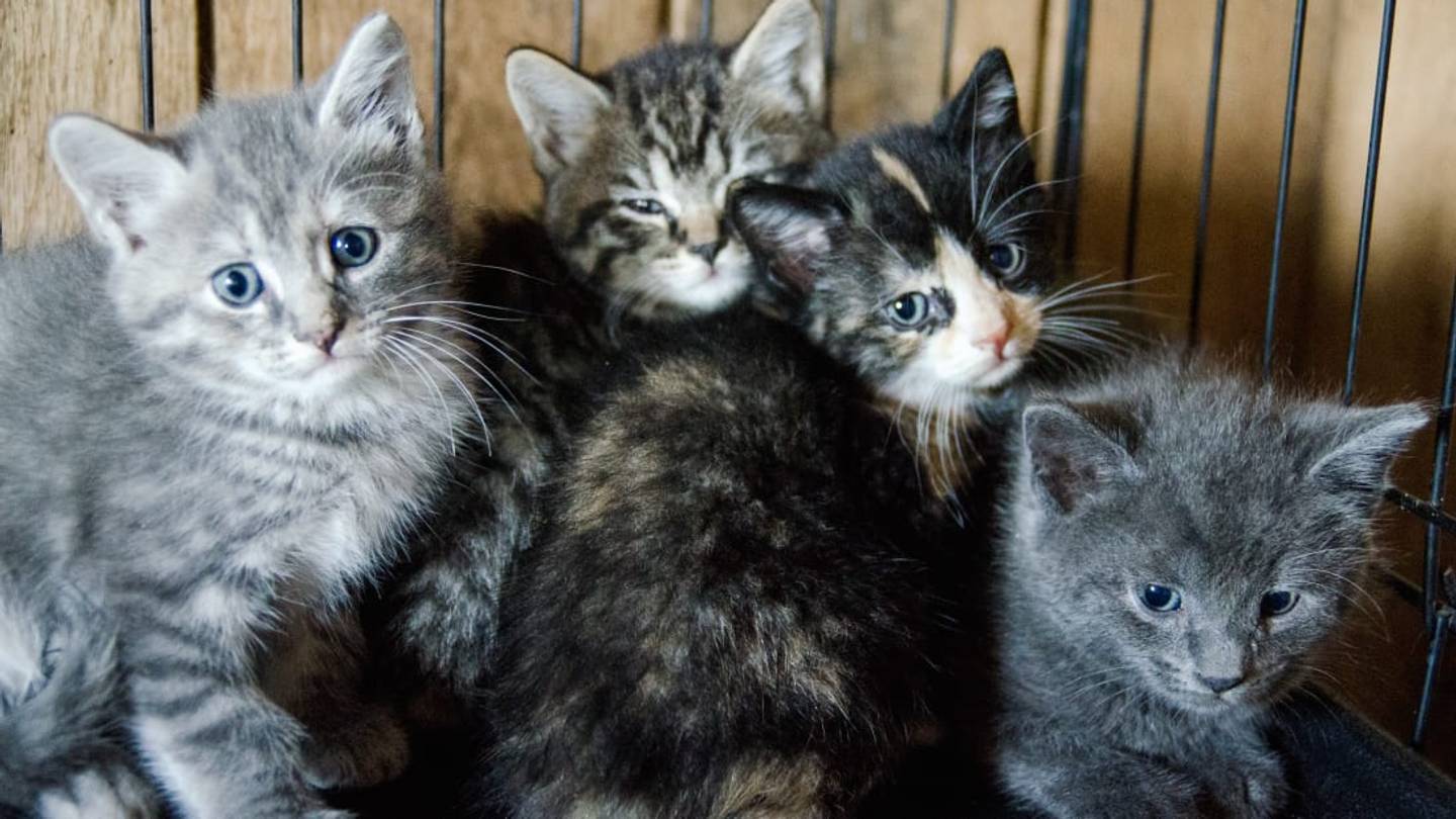 11 Expert Tips for Adopting a Cat