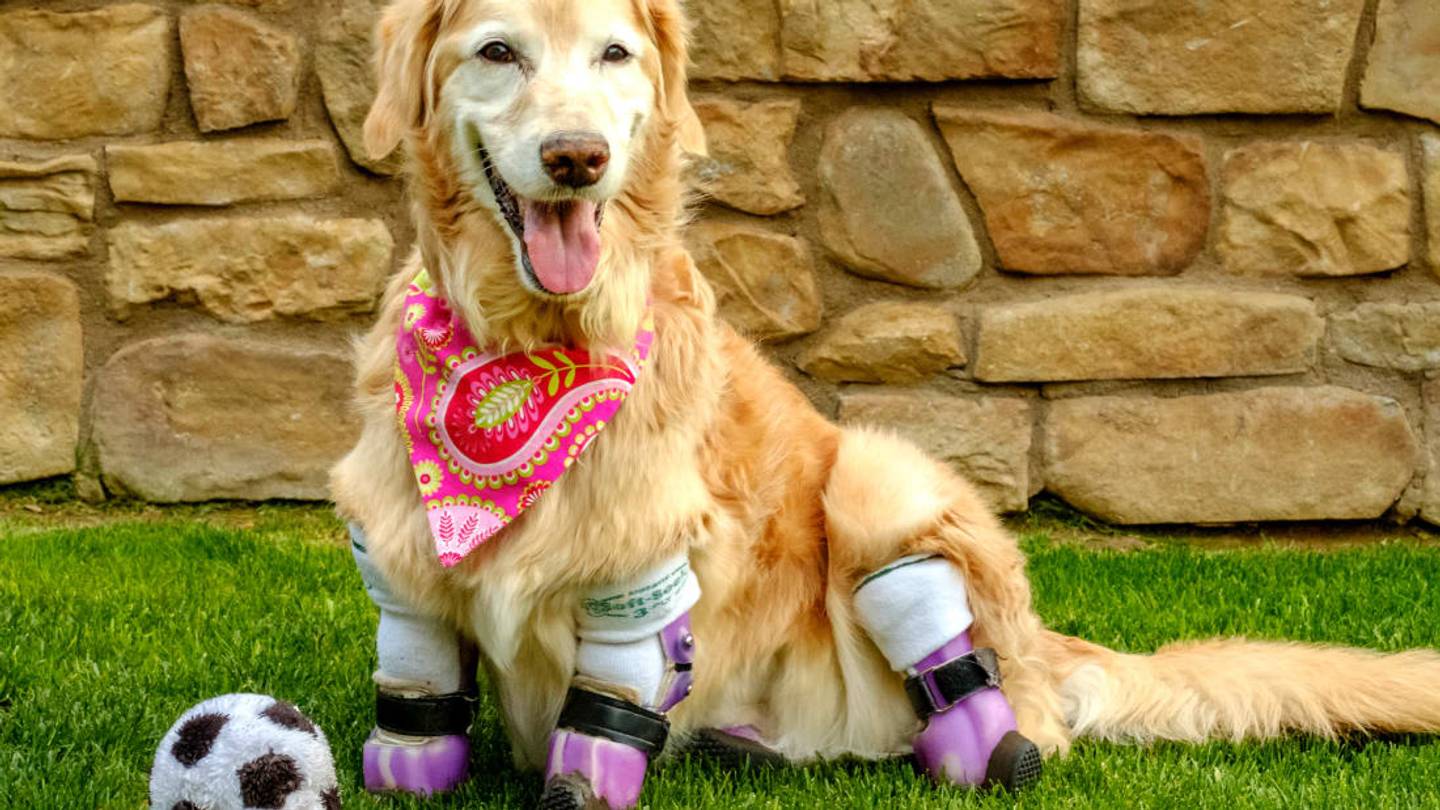 Inside the Pet Prosthetics Company That's Changing Animals' Lives