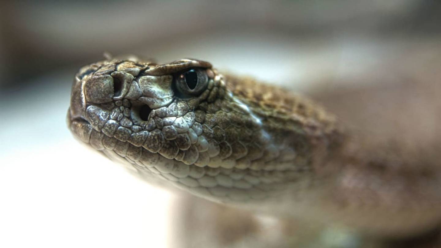 Decapitated Rattlesnake Still Manages to Bite and Nearly Kill Victim