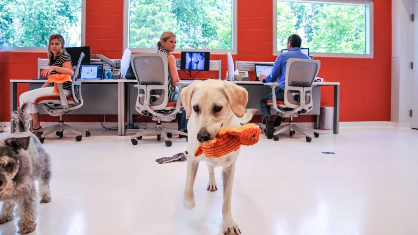 America's Most Pet-Friendly Workplaces