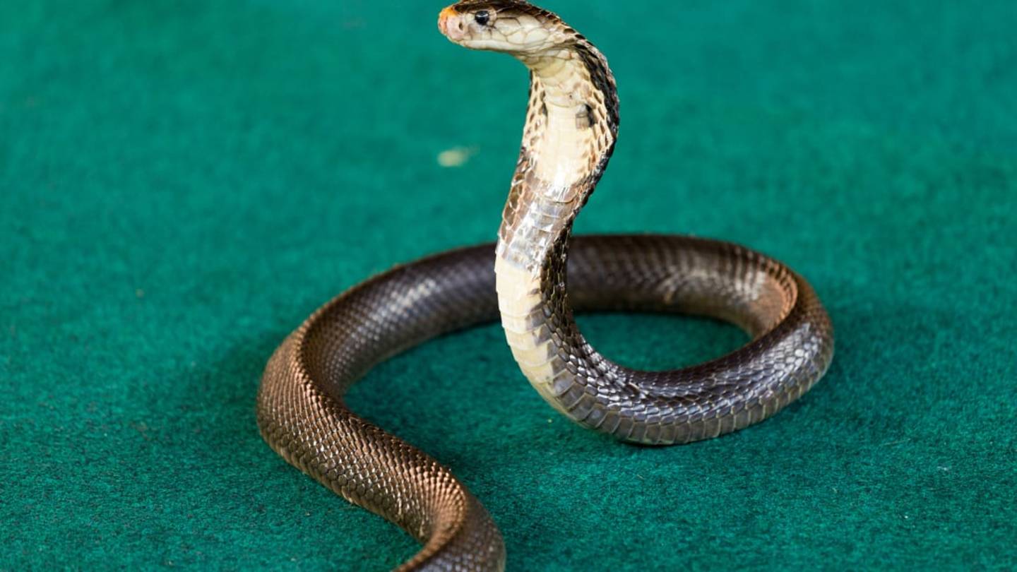 What Spitting Cobras are Aiming For