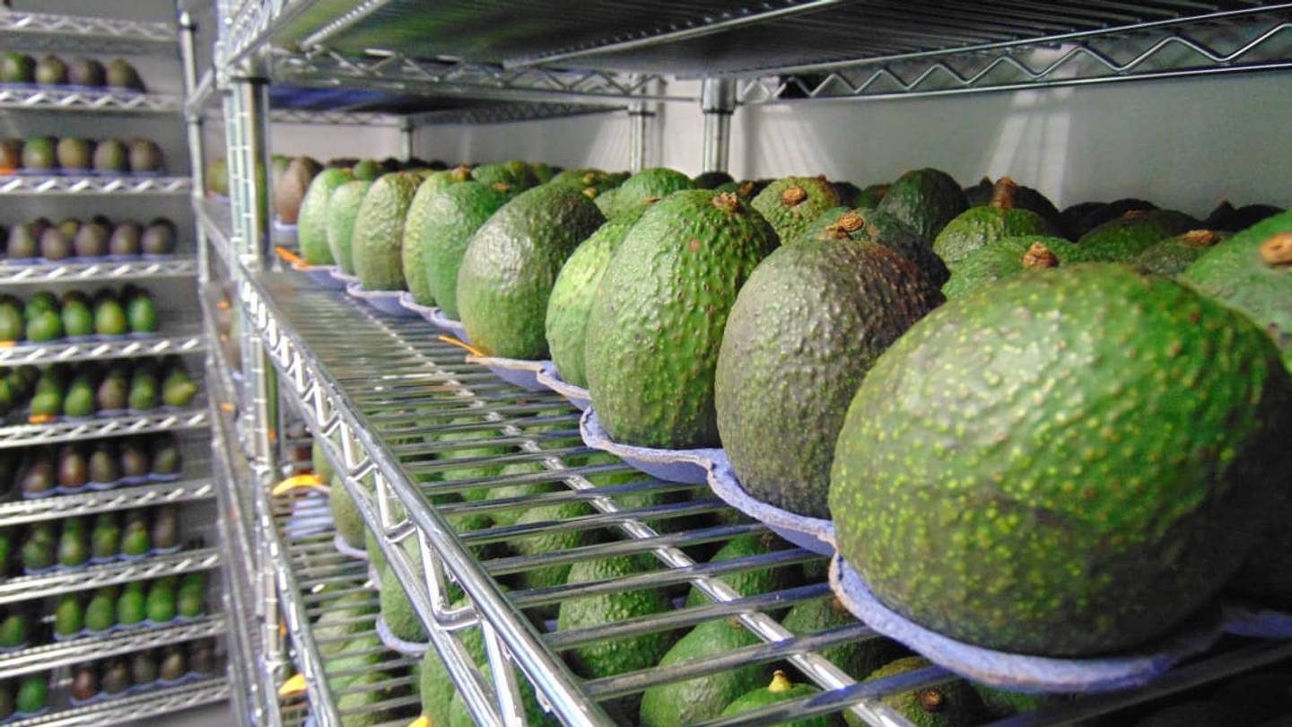 New Plant-Based Coating Can Keep Your Avocados Fresh for Twice as Long