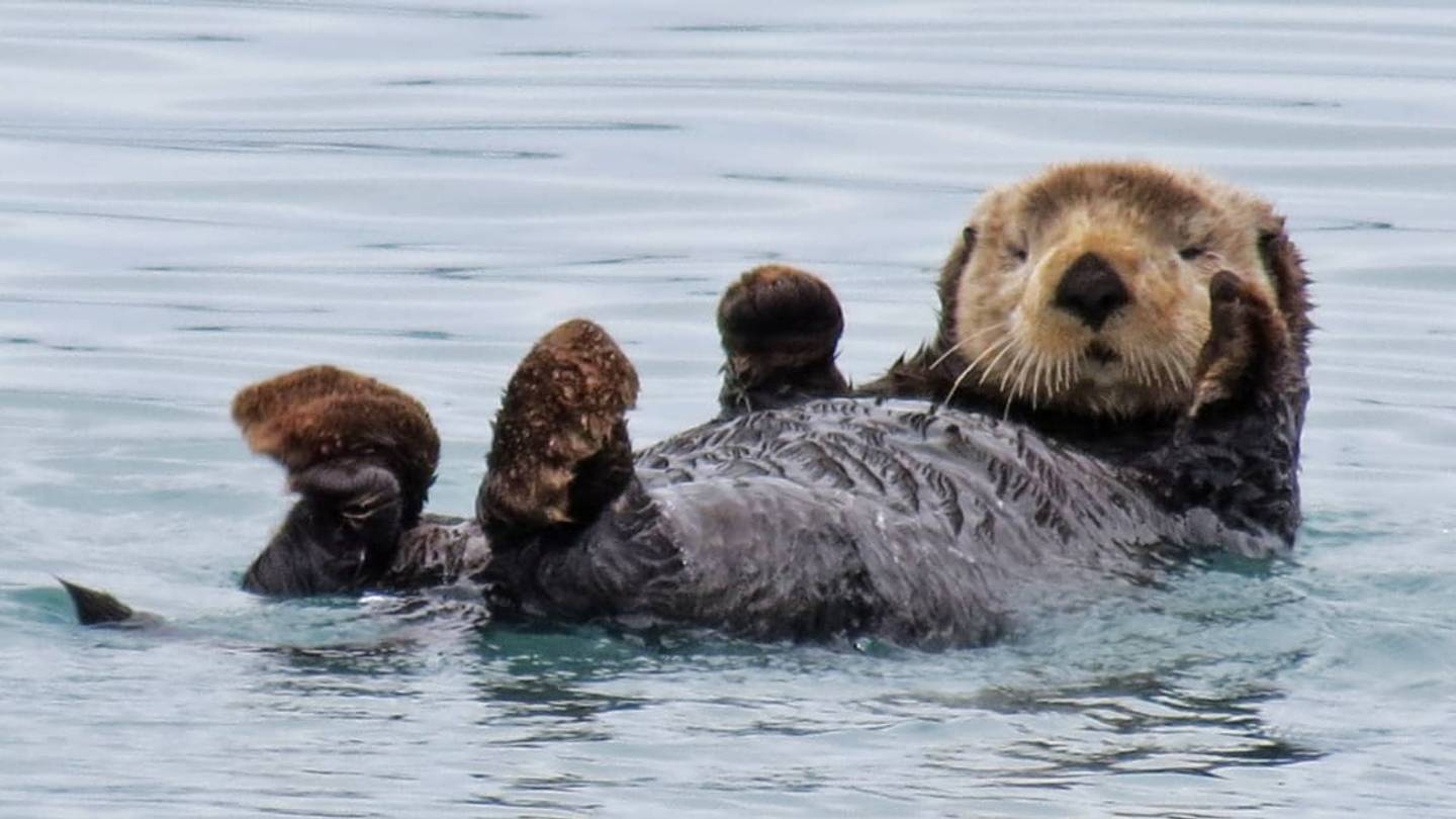 16 Playful Facts About Otters