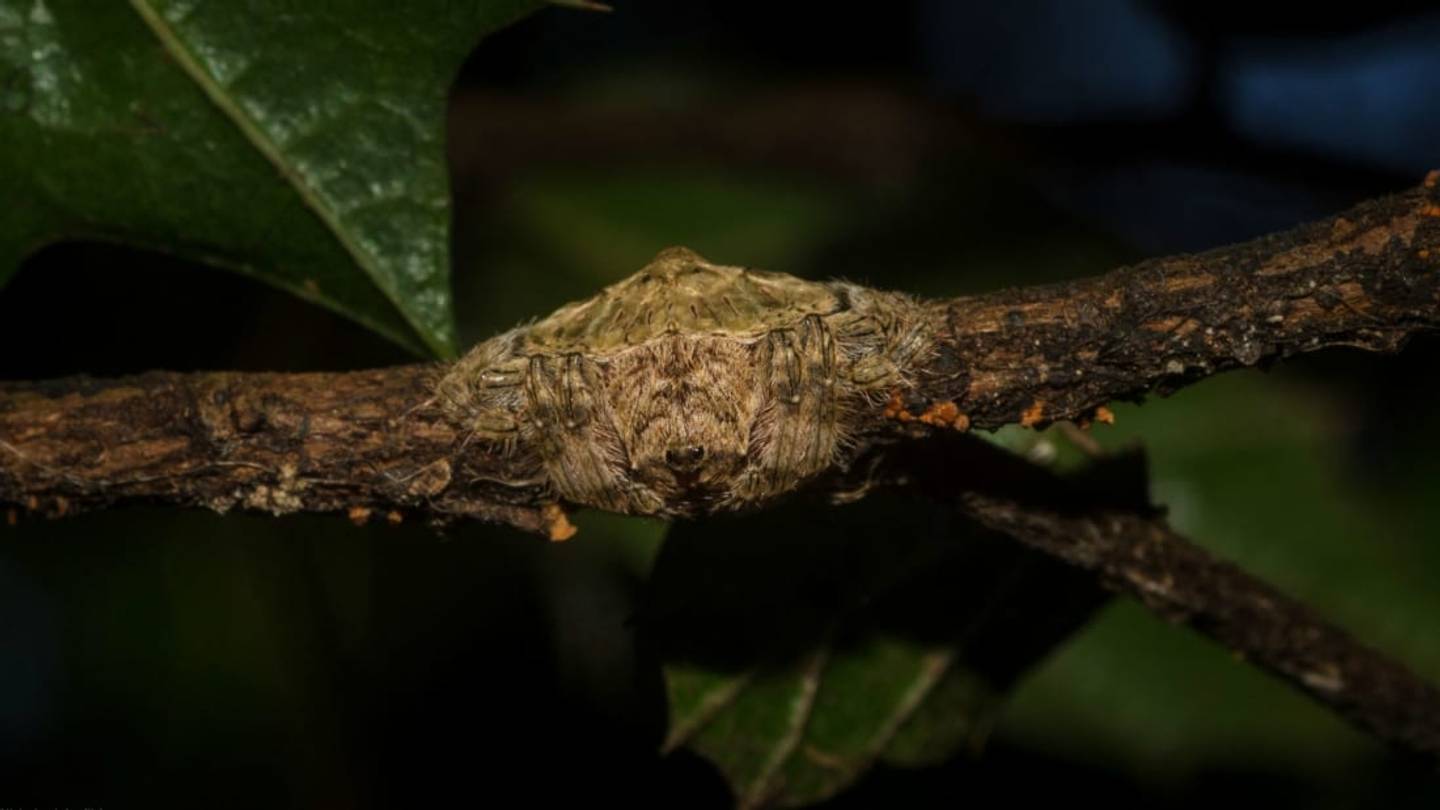 5 Spiders That Can Hide in Plain Sight