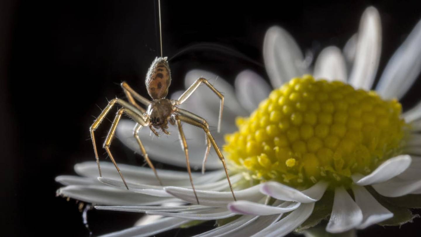 Spiders Can Fly Through the Air Using the Earth's Electric Field