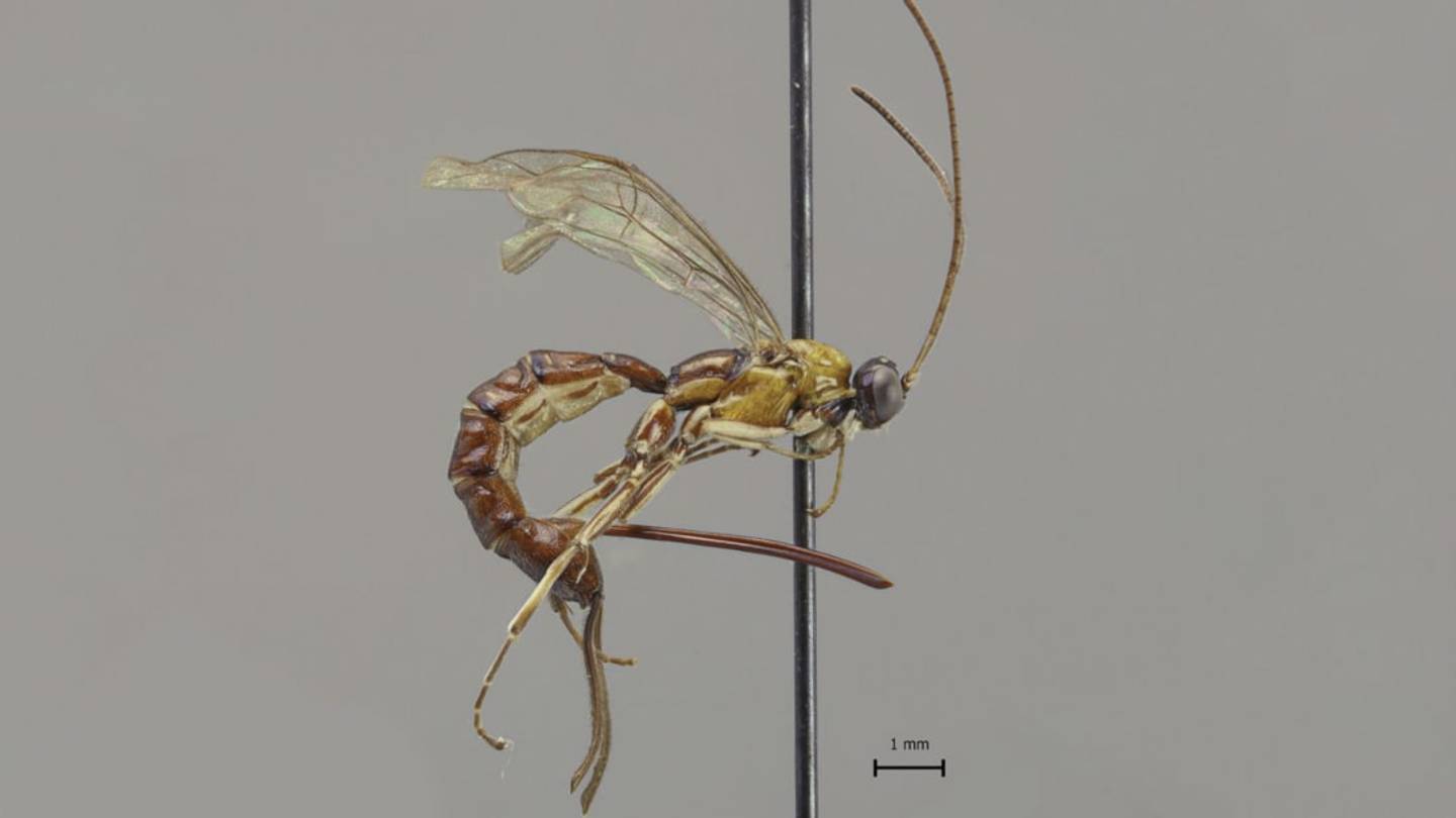 This Super-Stinger Wasp Was Just Discovered in the Amazon