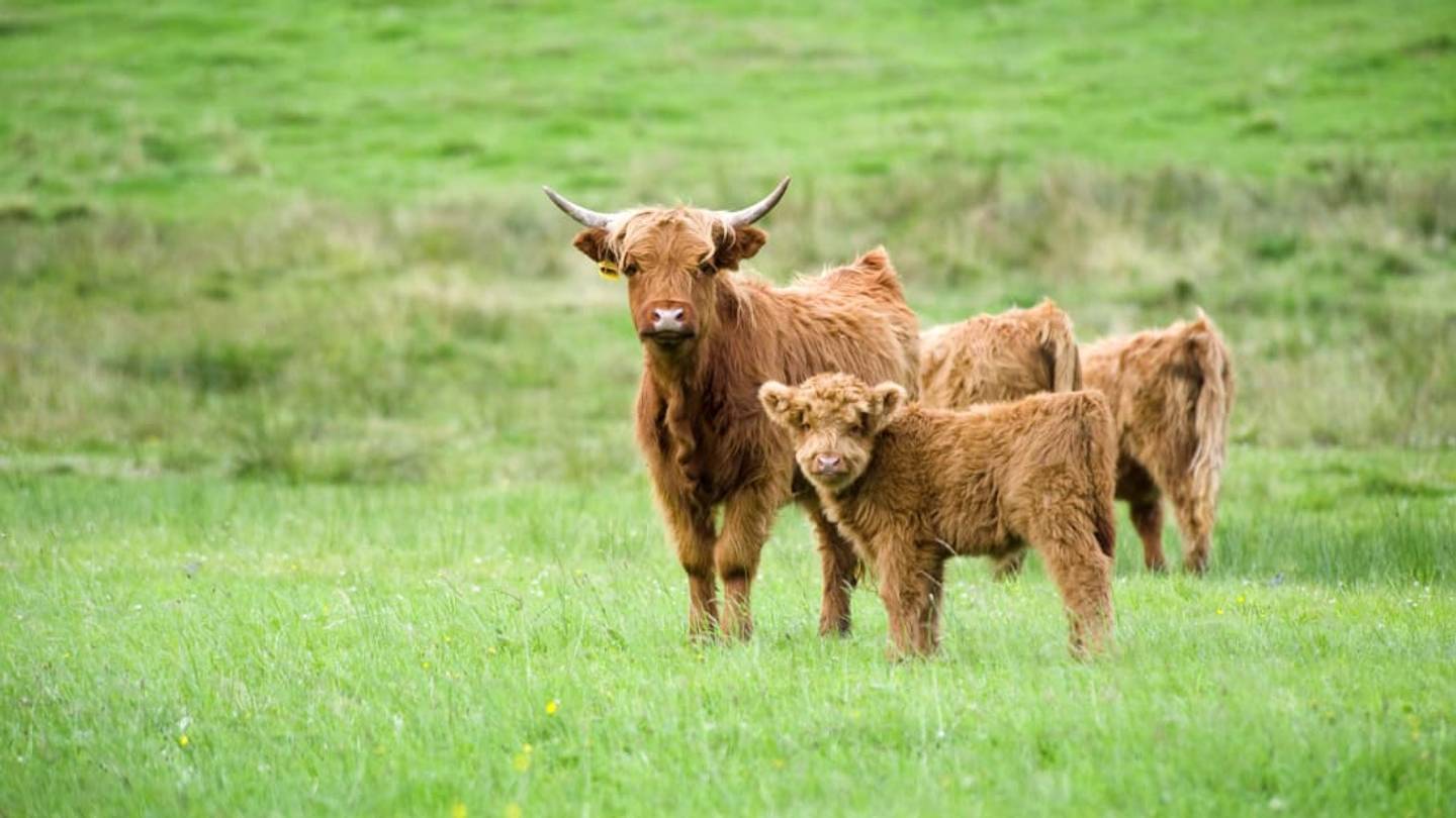 10 'Udderly' Fascinating Facts About Cows
