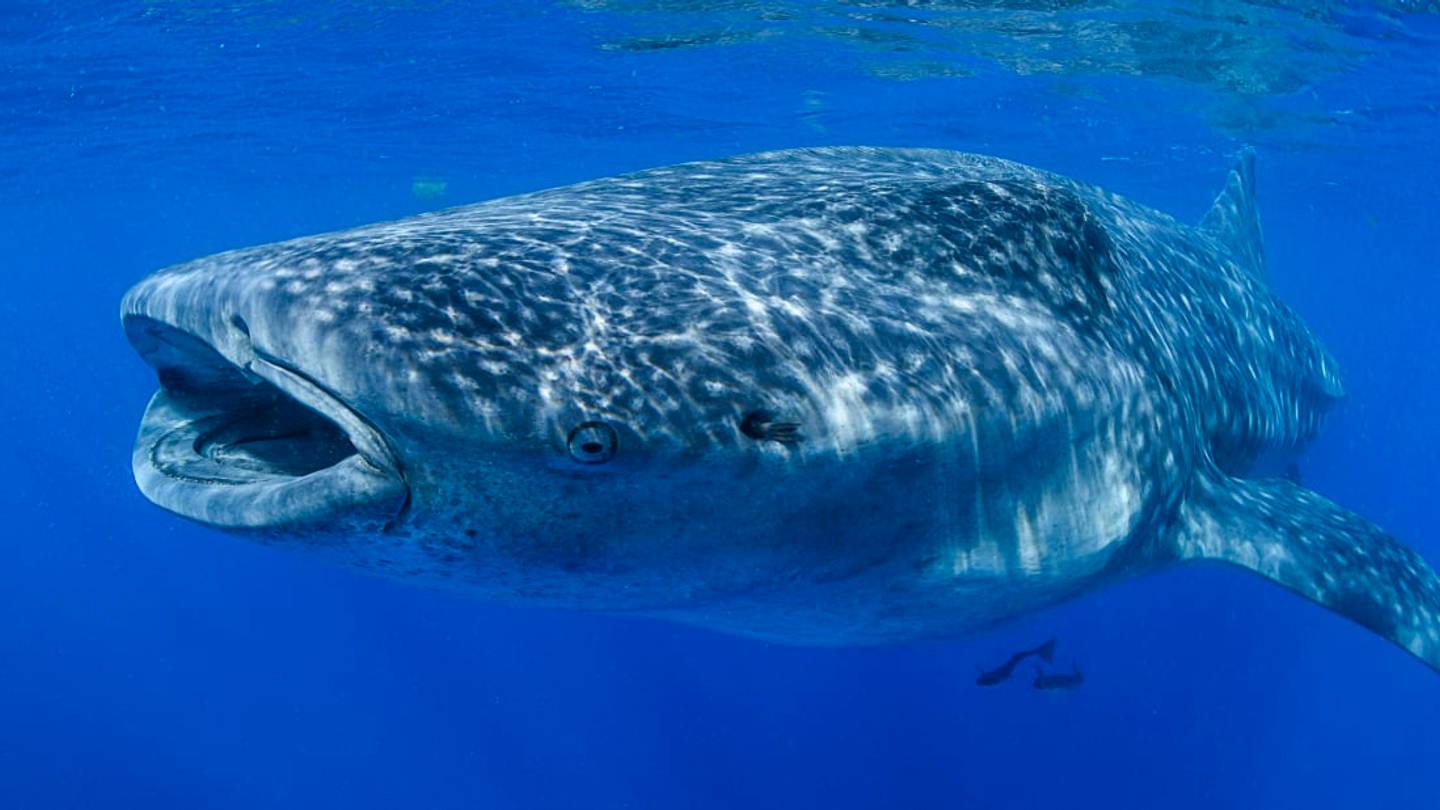 Whale Sharks Can Live for More Than a Century, Study Finds