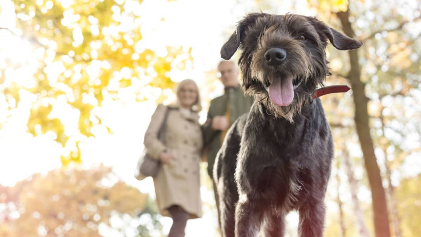 6 Common Dangers to Watch Out For When Walking Your Dog