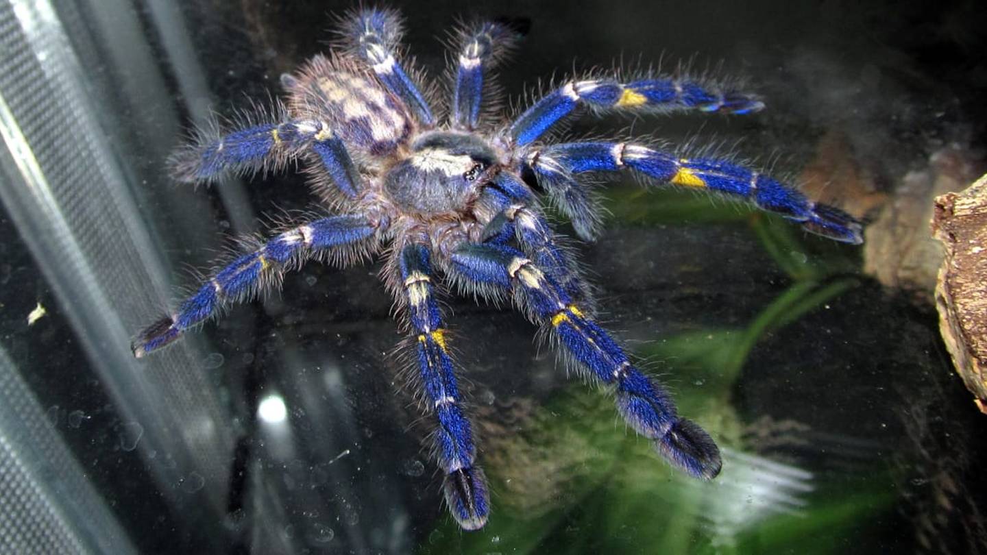 This Bright Blue Tarantula Packs a Mean Bite
