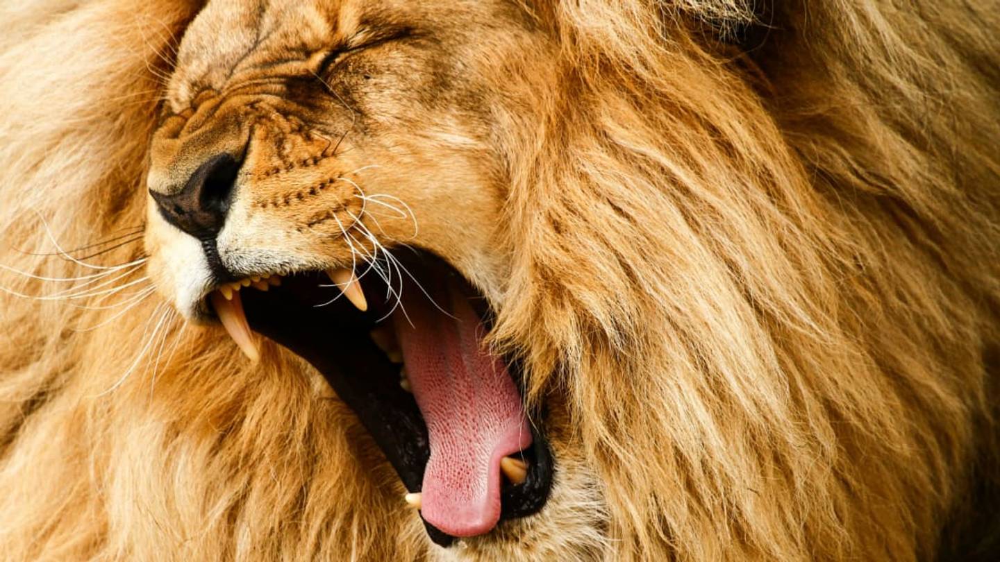 Do Big Cats Get Hairballs?