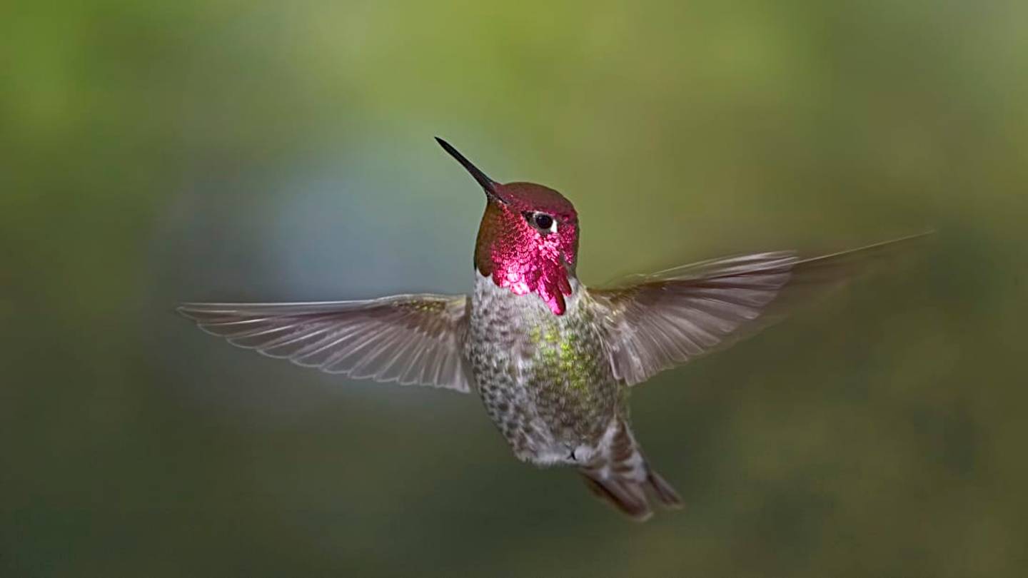 The 10 Fastest Animals in the World