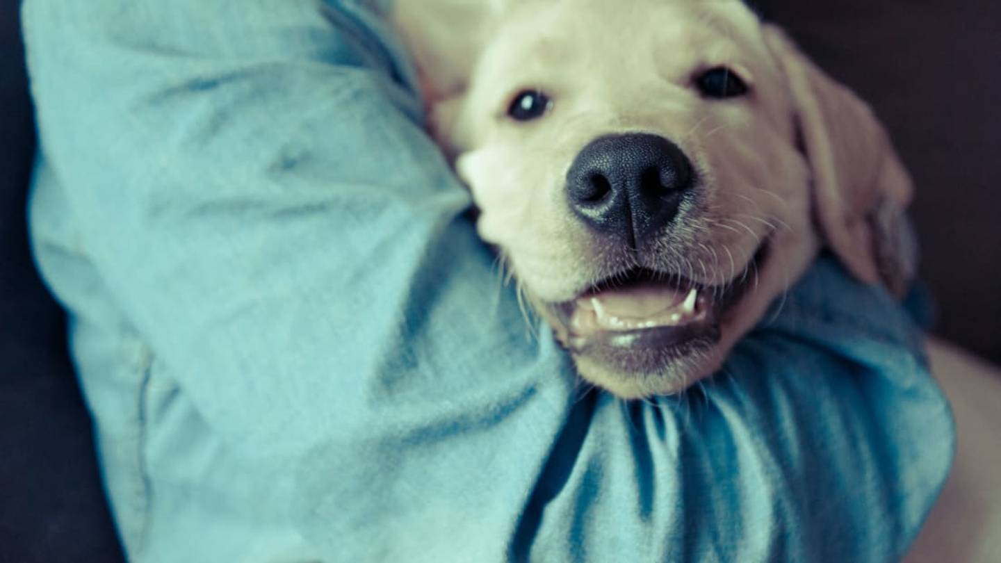 People Really Do Feel For Dogs More Than Humans