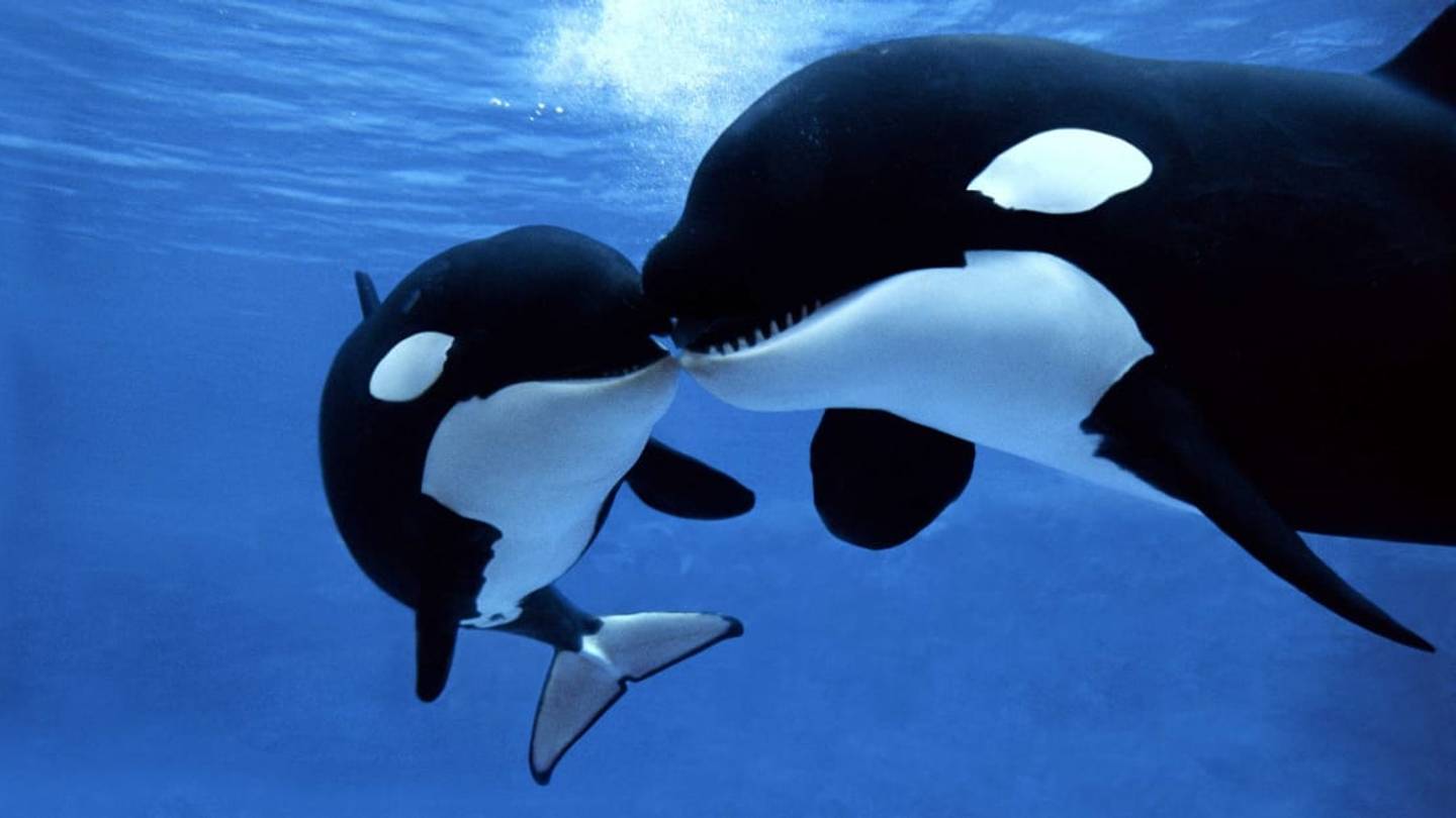 10 Animals with Surprisingly Smart Social Lives
